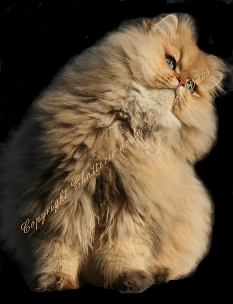 Photo de Coeur de Lion Persan Golden
